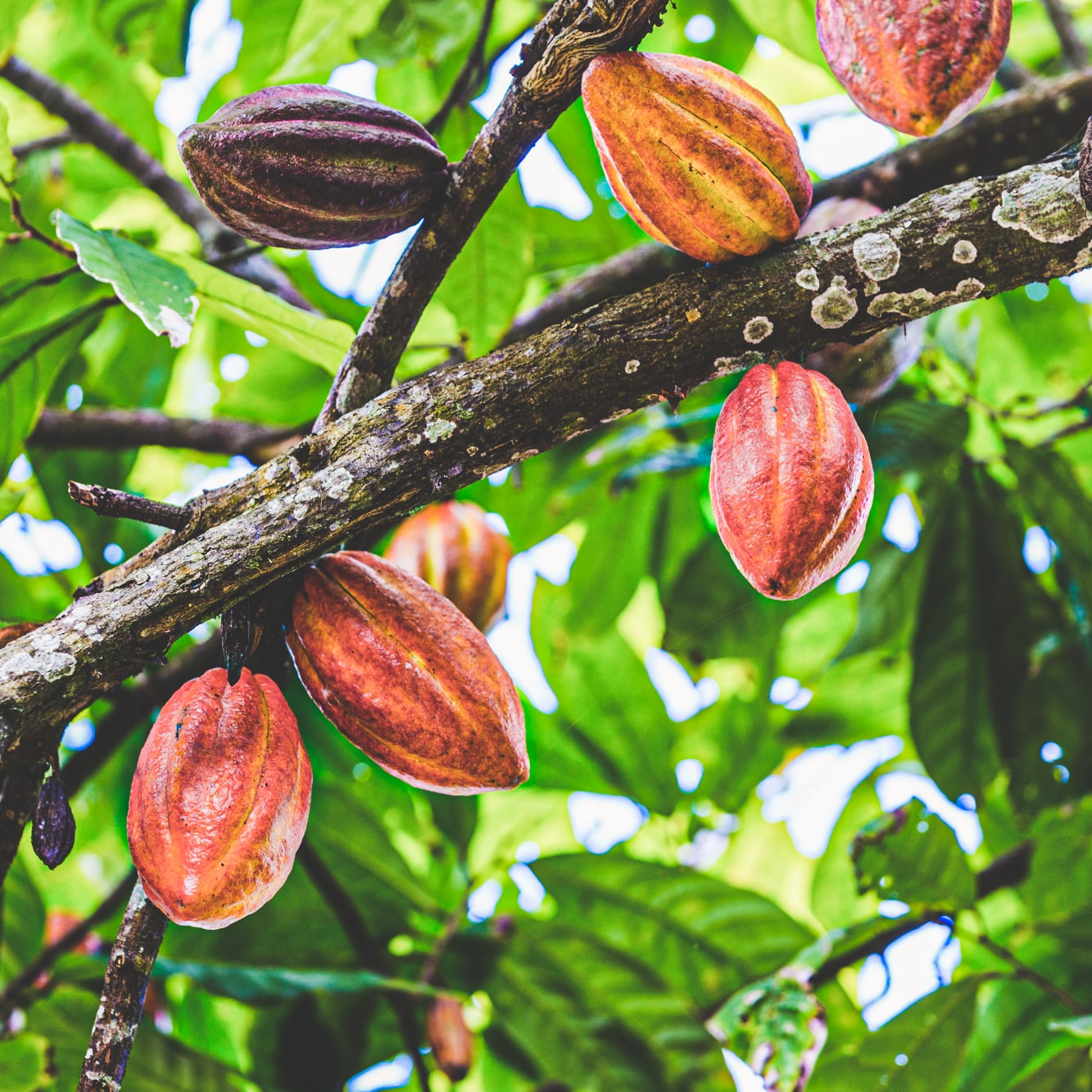 Le cacao Biodyssée